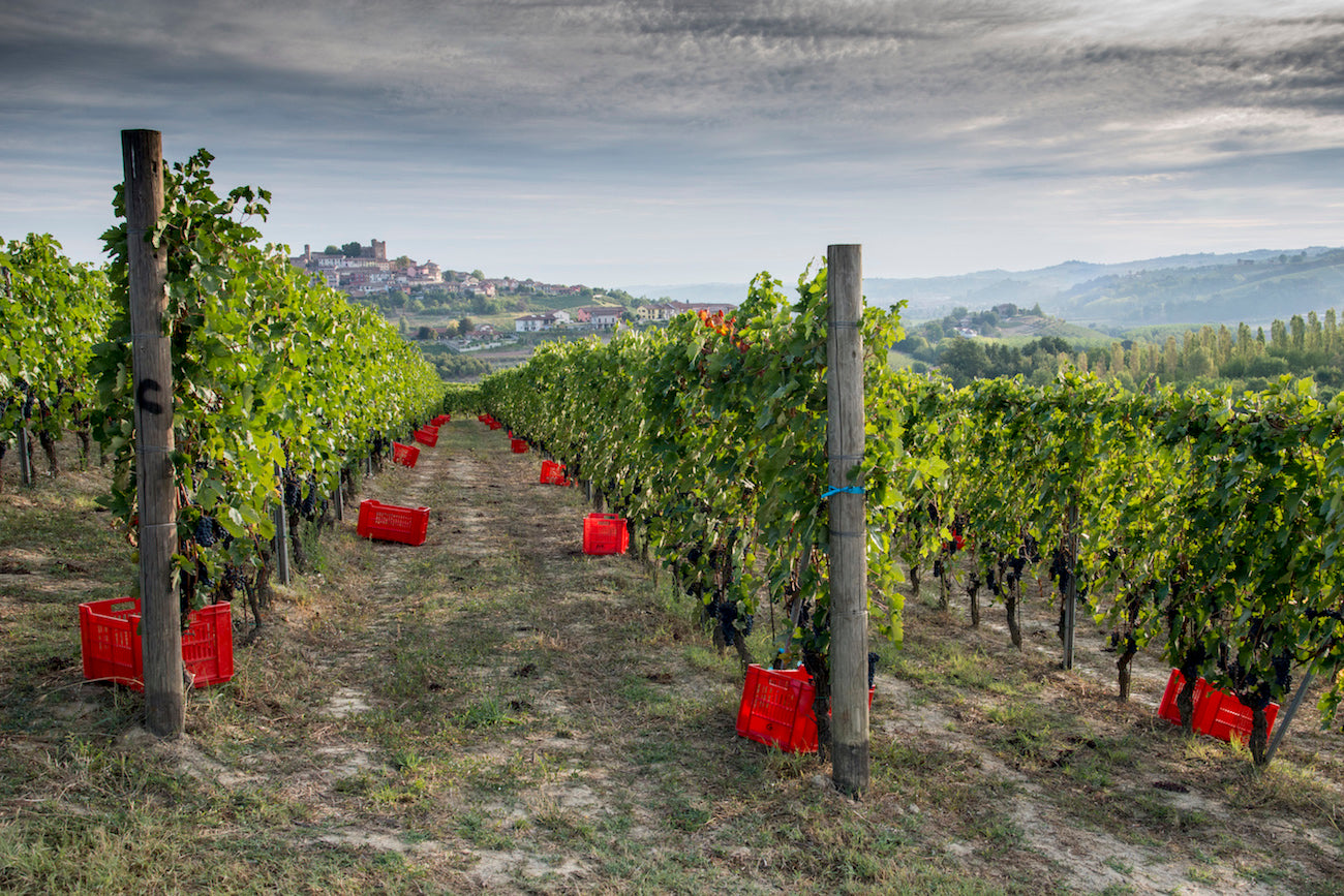 Le selezioni di dicembre - nebbiolo e barbera - Sommelier Wine Box