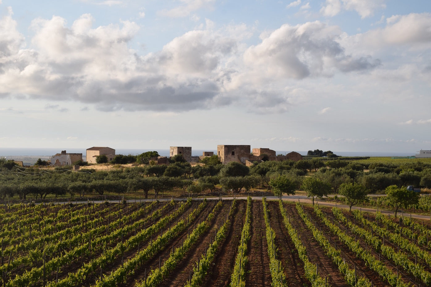 vigne sicilia