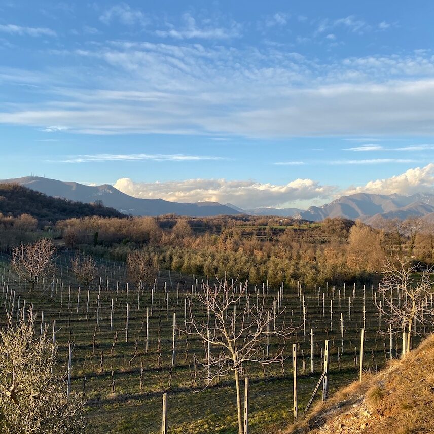 vigne di Brescia