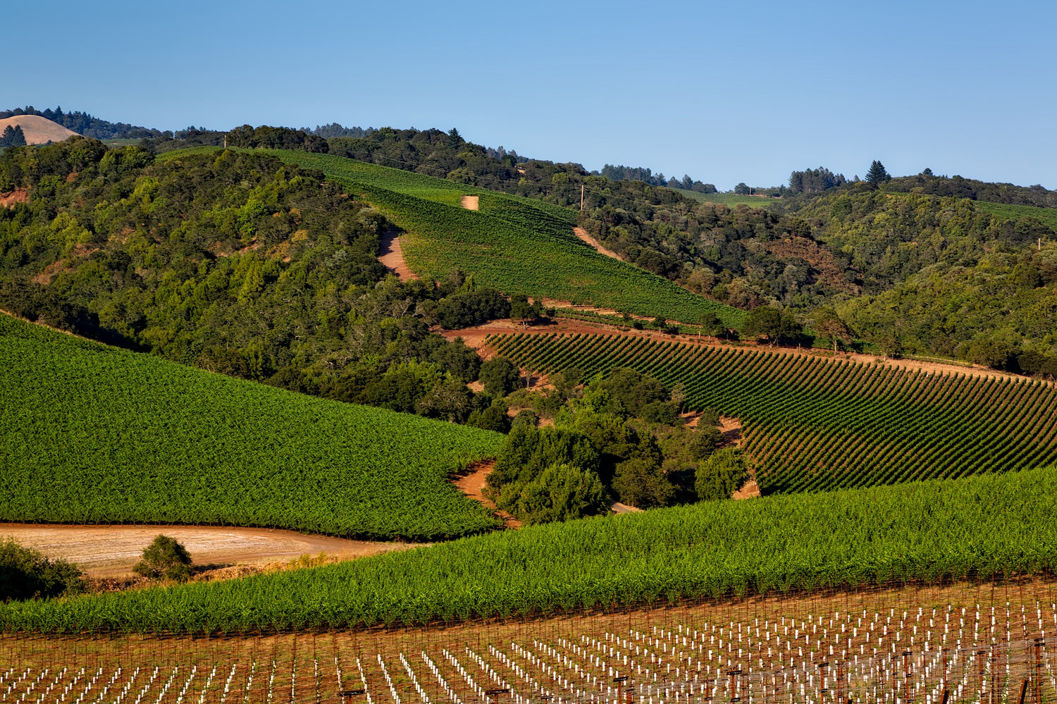 piccoli produttori di vino in collina