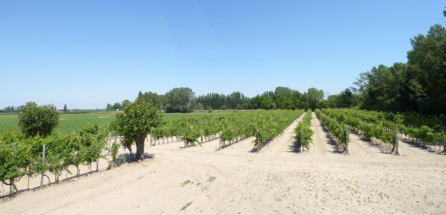 Trixie Vite D'Uva Sabbiatto - Gioco Per Cani, Materiali Naturali 100%, 1 Pezzo, 55-80 Cm - Foto 11