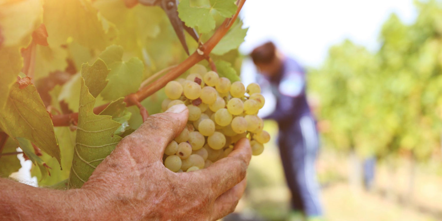 Gustosi vini green: vini biologici e biodinamici | SommelierWineBox