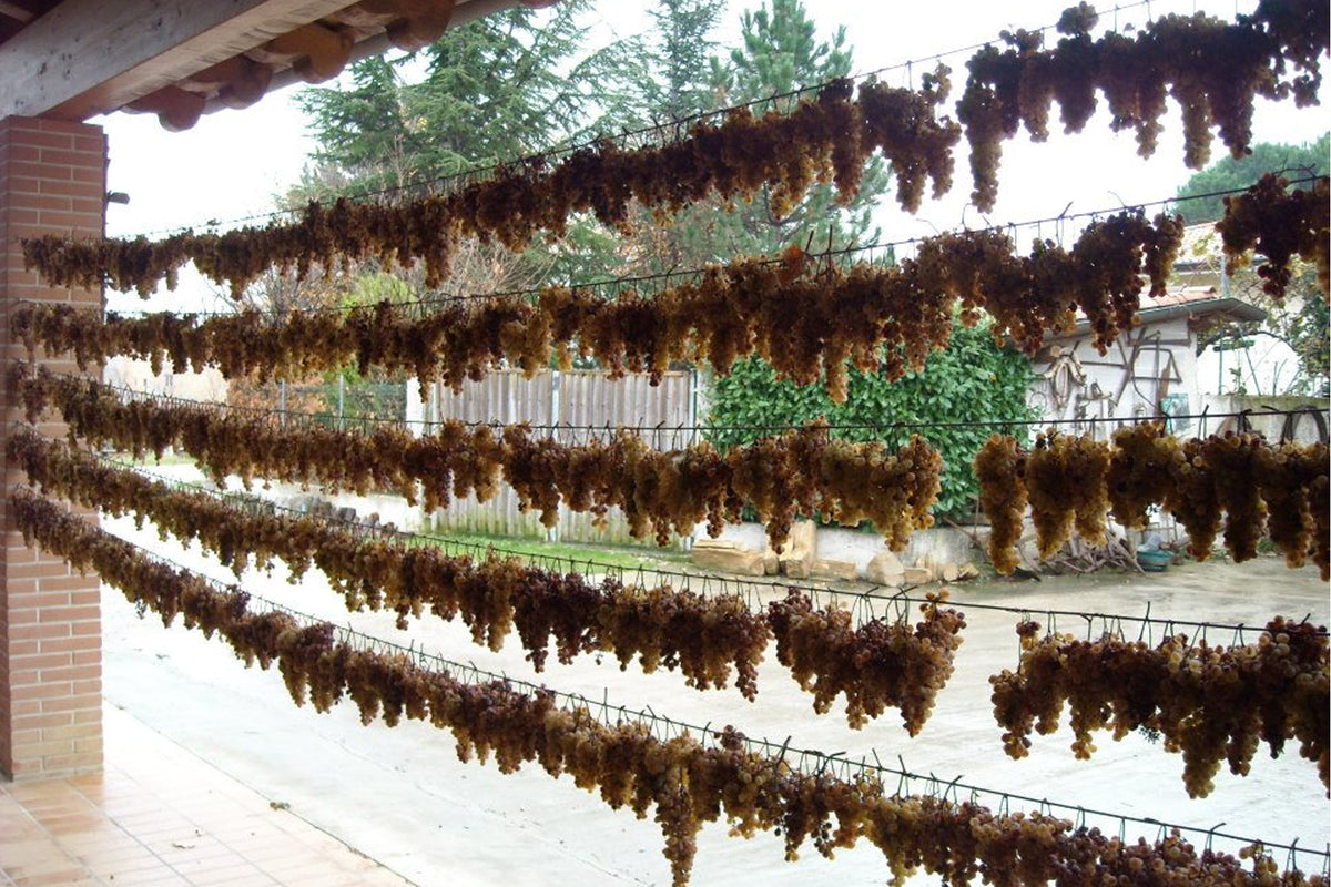 Miklus Ribolla Gialla | Draga