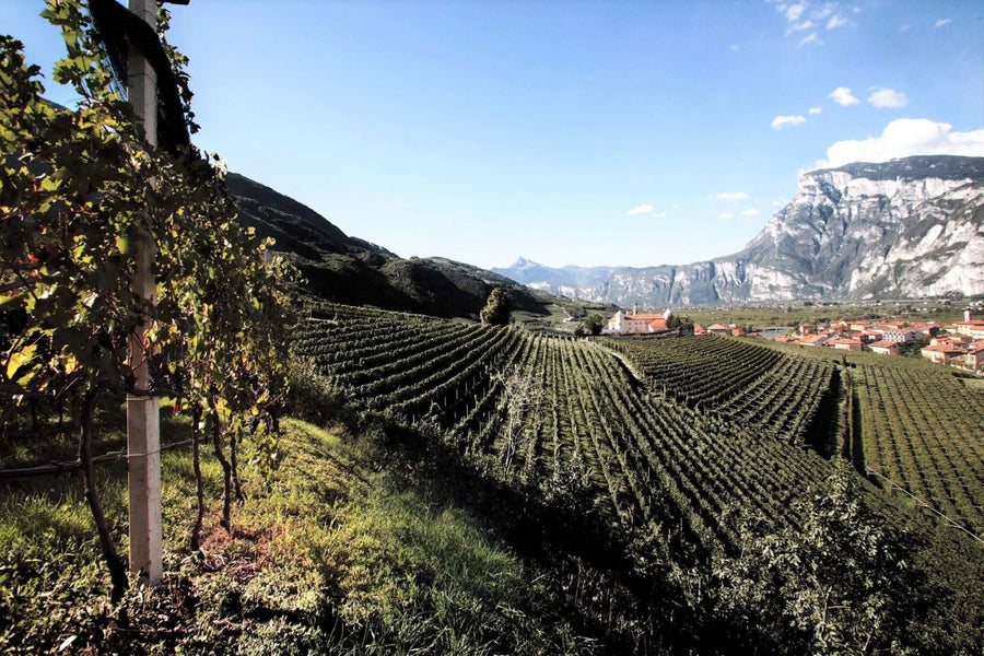 Sommelier Wine Box: i migliori Vini di nicchia, selezionati per te