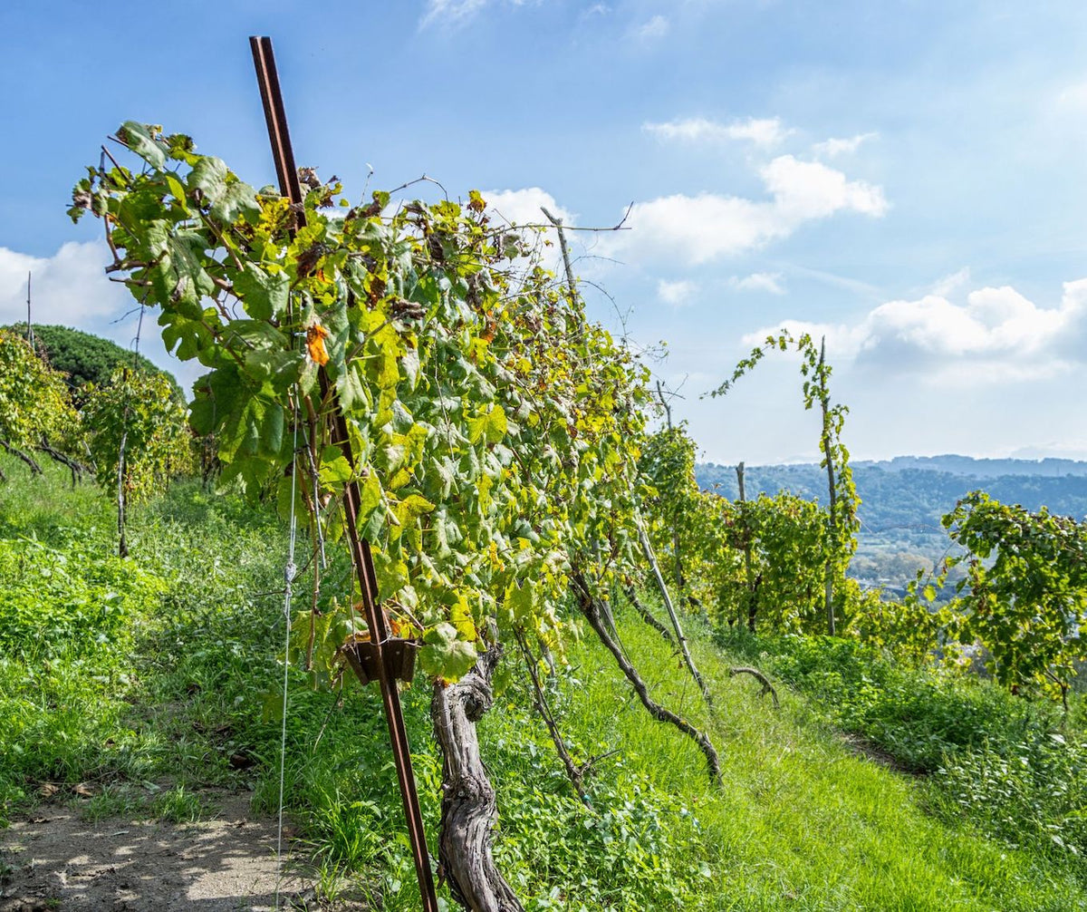 Vini campani pregiati ed esclusivi | Sommelier Wine Box